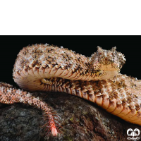 گونه افعی شاخدار دم عنکبوتی Spider-tailed Horned Viper 